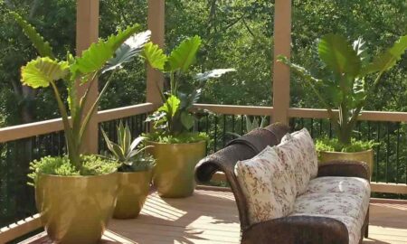 Perfect Patio Plants