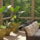 Perfect Patio Plants