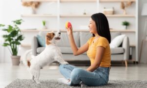 Indoor Activities For Dogs