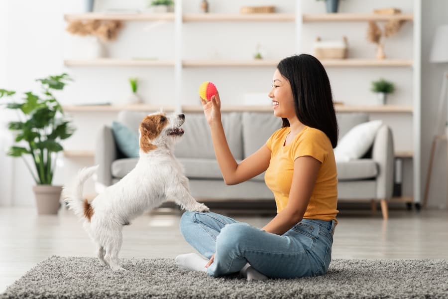 Indoor Activities For Dogs