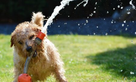 Keep Your Pet Healthy