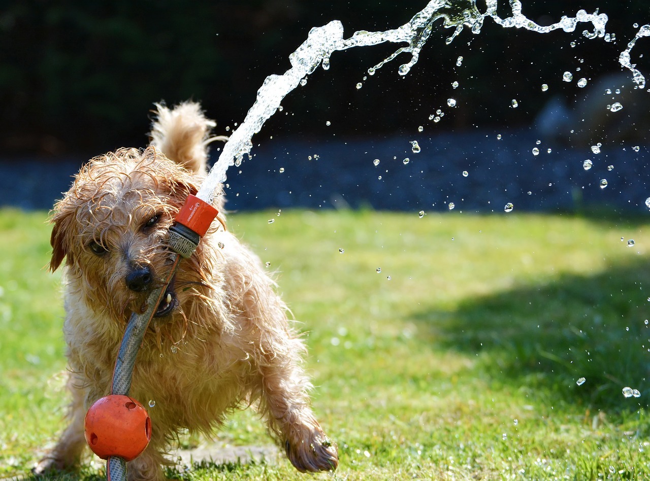 Keep Your Pet Healthy