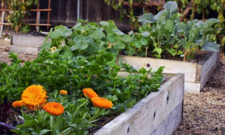 Organic Gardening