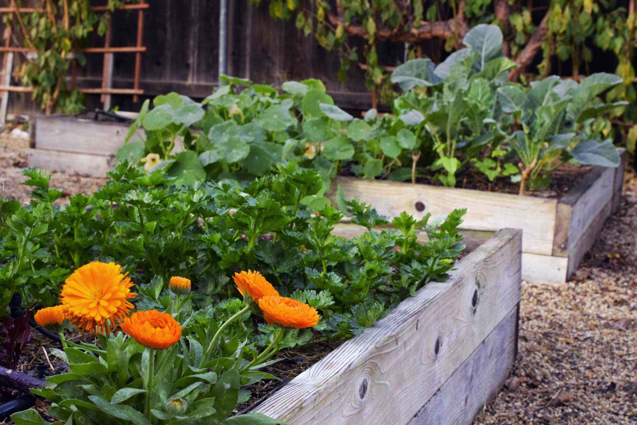 Organic Gardening