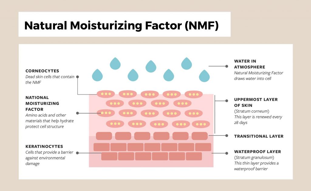 Natural Moisturizing Factor of your skin
