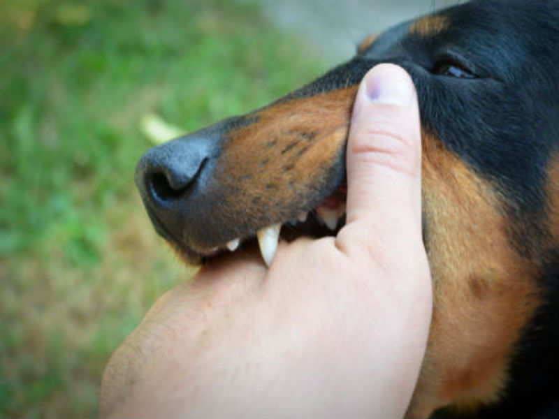 Germs causing rabies in dogs and forces them to bite human beings.