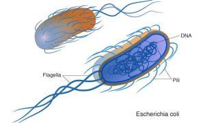 Antibiotic resistant bacteria