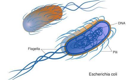 Antibiotic resistant bacteria