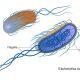Antibiotic resistant bacteria