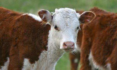 cloning of cow producing lactose-free milk