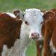 cloning of cow producing lactose-free milk