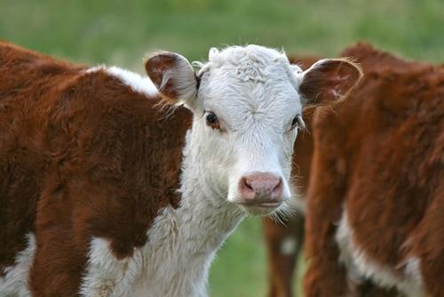 cloning of cow producing lactose-free milk