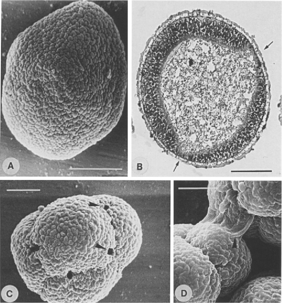 Pollen after acetolysis