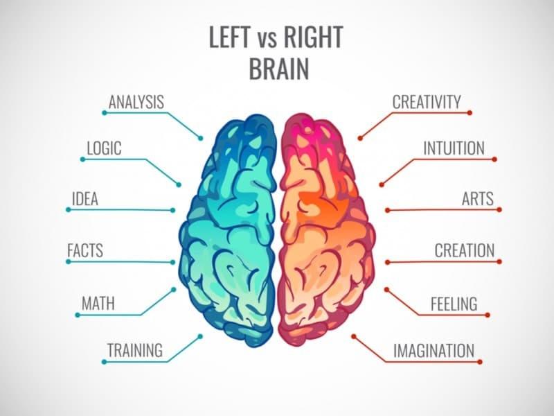 Two halves of Human Brain 