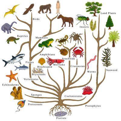 Organisms are related to a common ancestor. 