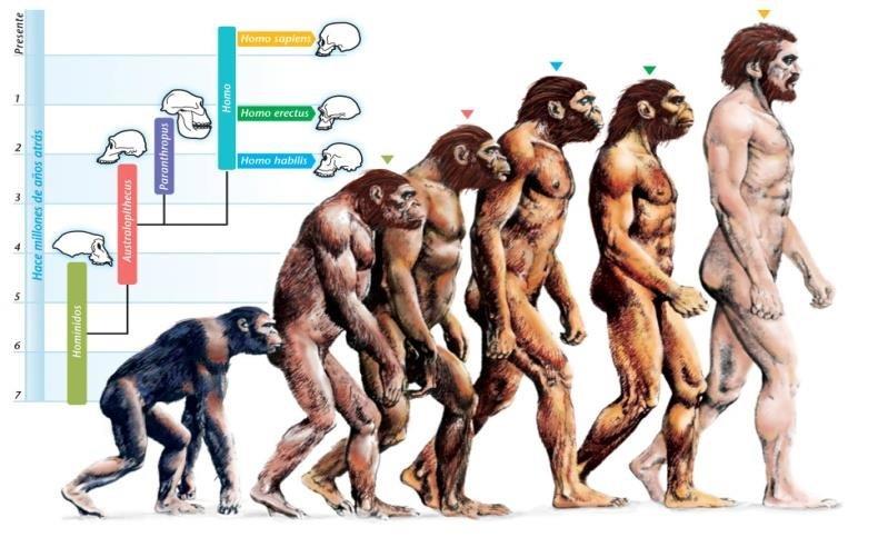Descent of men from chimpanzees 