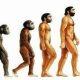 Evolution
