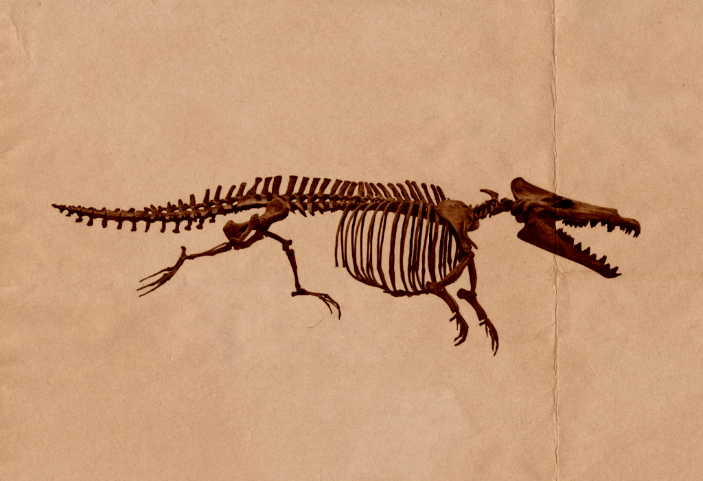 Maicetus fossils