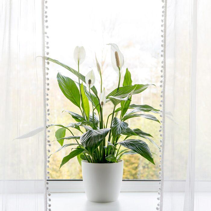 House plant placed by the window