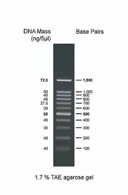 Gel Electrophoresis Using DNA Ladder Fajar Magazine