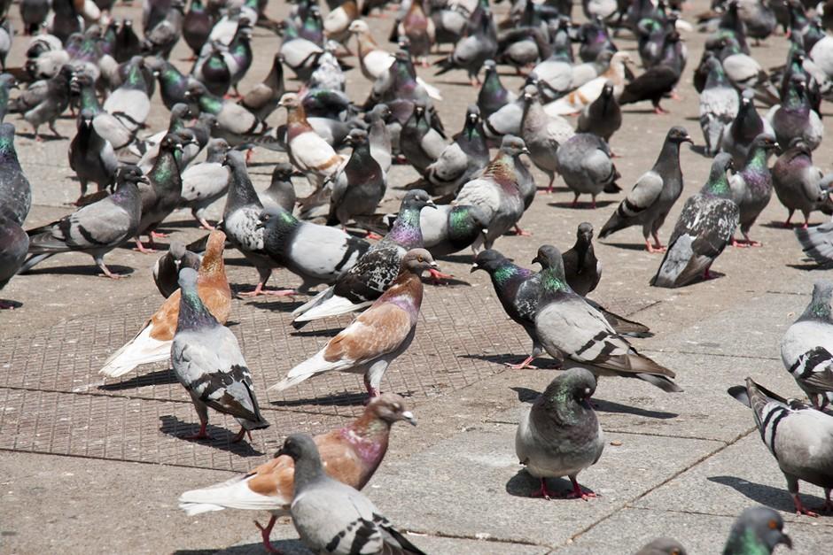 A pigeons crowd there for mating