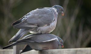pigeons mating