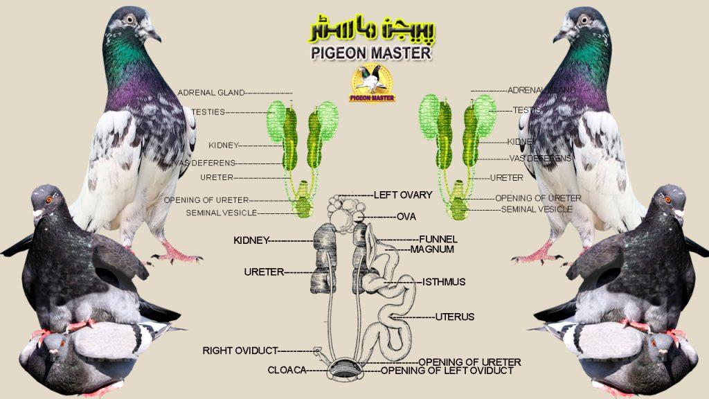 pigeon reproductive organ