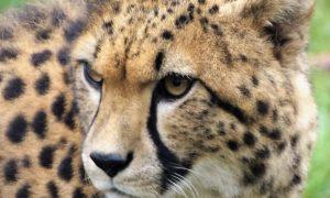 cheetah