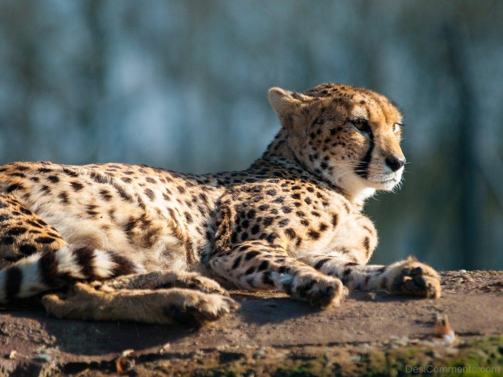Sudan Cheetah