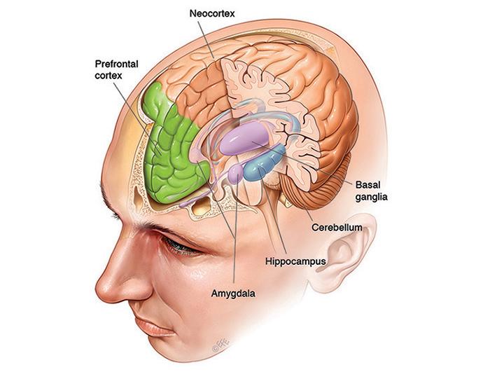 Brain Parts responsible for Memory