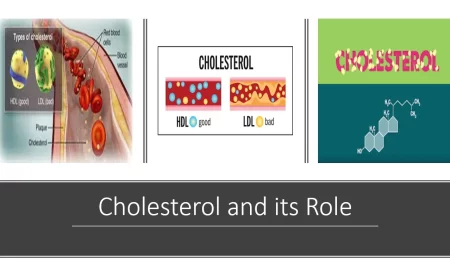 Cholesterol and its role in the human body