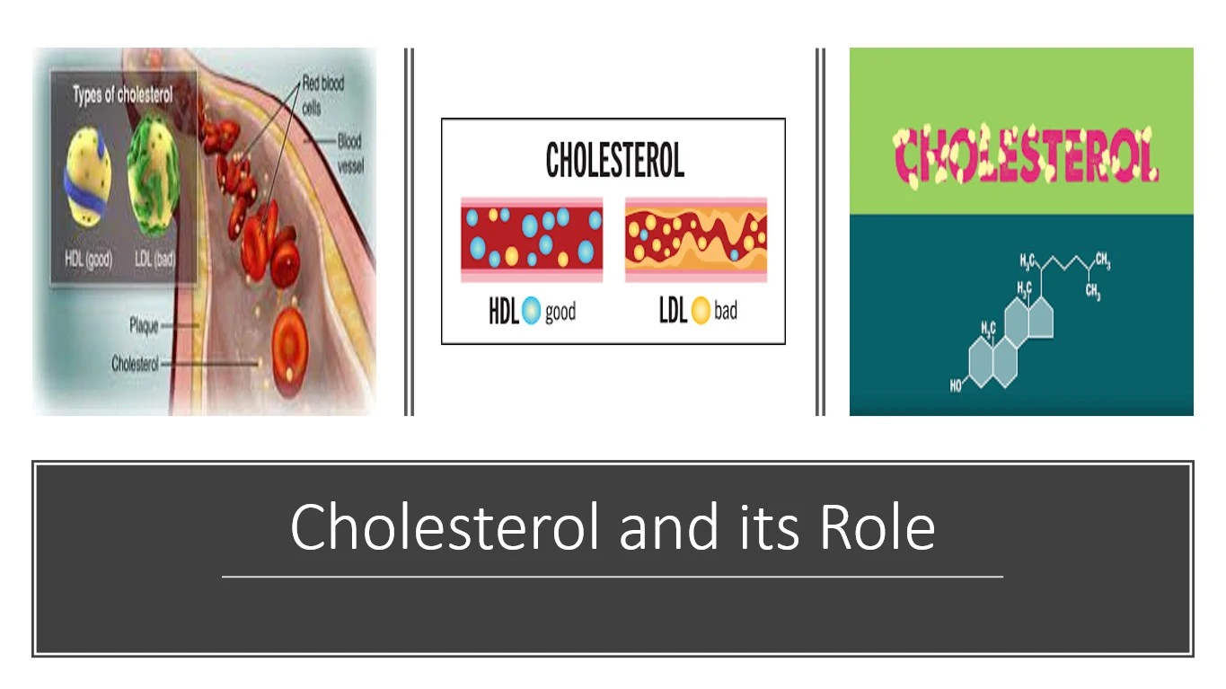 Cholesterol and its role in the human body