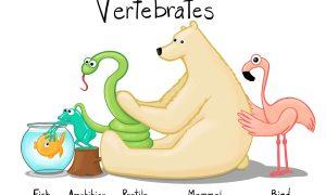 What are Vertebrates?