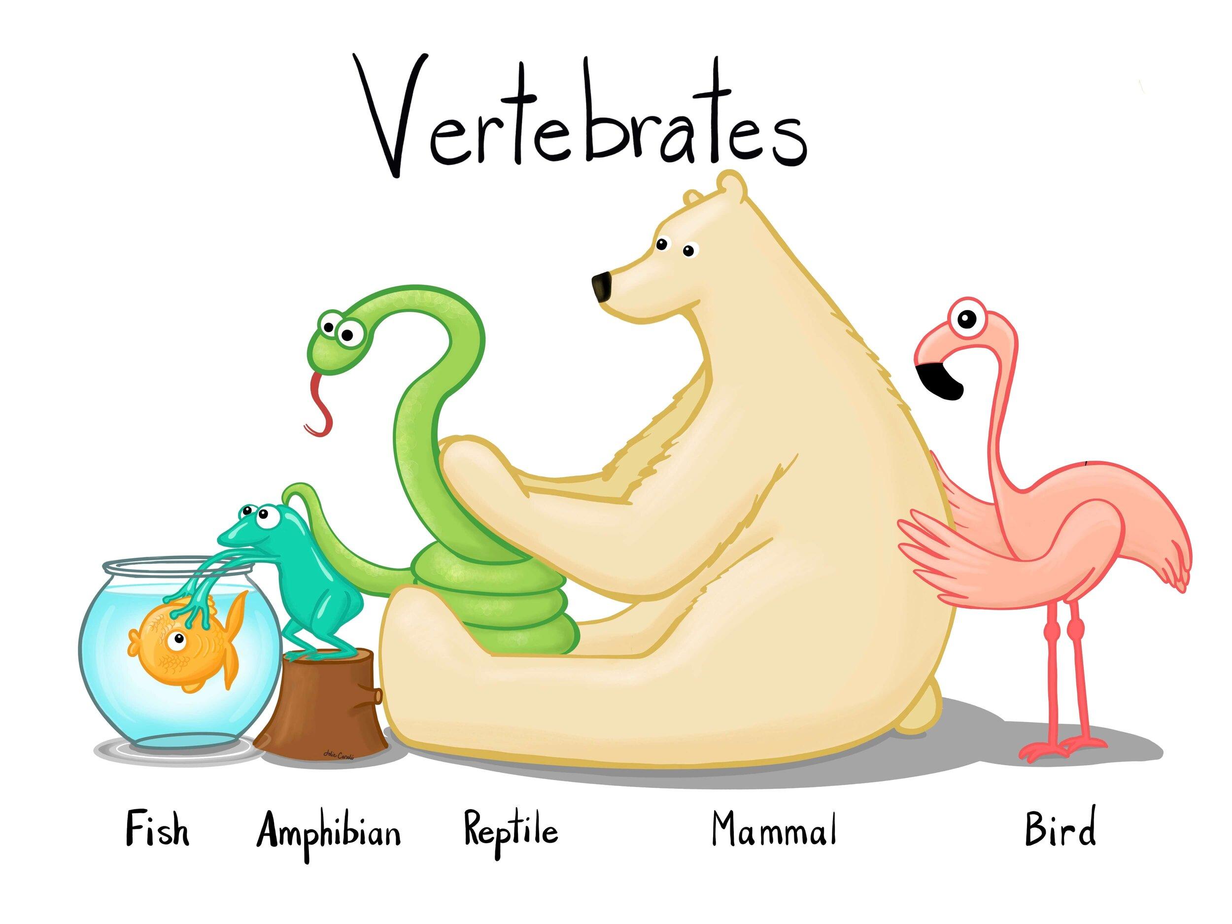 What are Vertebrates?