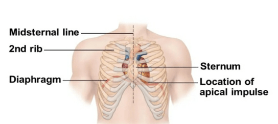 Human heart is present within the pericardium in the middle mediastinum.
