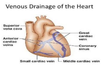 Venous blood supply occurs through the coronary veins and the coronary sinus.