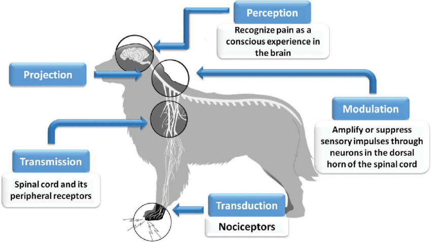 Pain pathway in animals