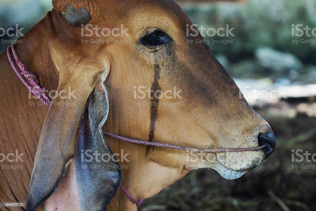 Cow cry before it was killed