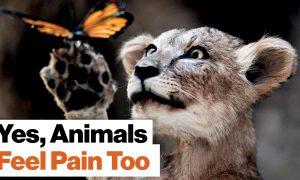 Animals feel pain