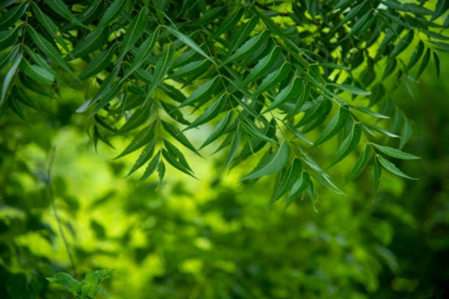 A bunch of neem tree for skin allergy