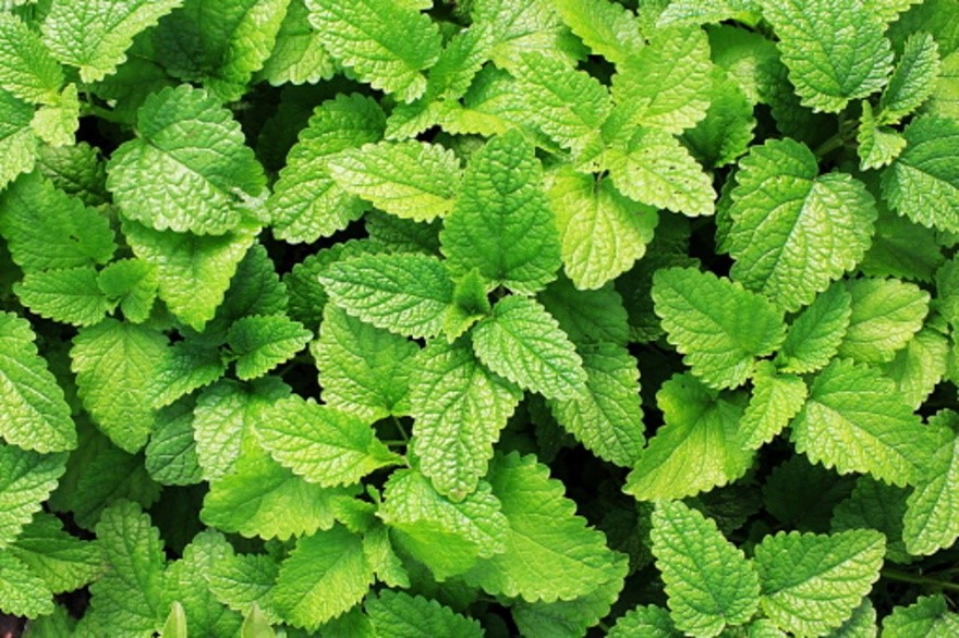 Mint leaves for skin allergy