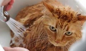Is It Ok To Bath a Cat Once a Week?