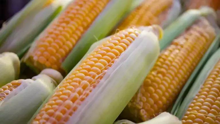 One of the interesting facts about North America is that continent is rich in corn production.