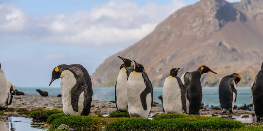 These are the cool facts about South America that breathtaking views of glaciers and animals like penguins are found here.