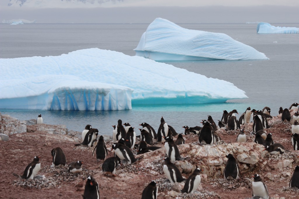 5 million of Penguin population is found in Antarctica.