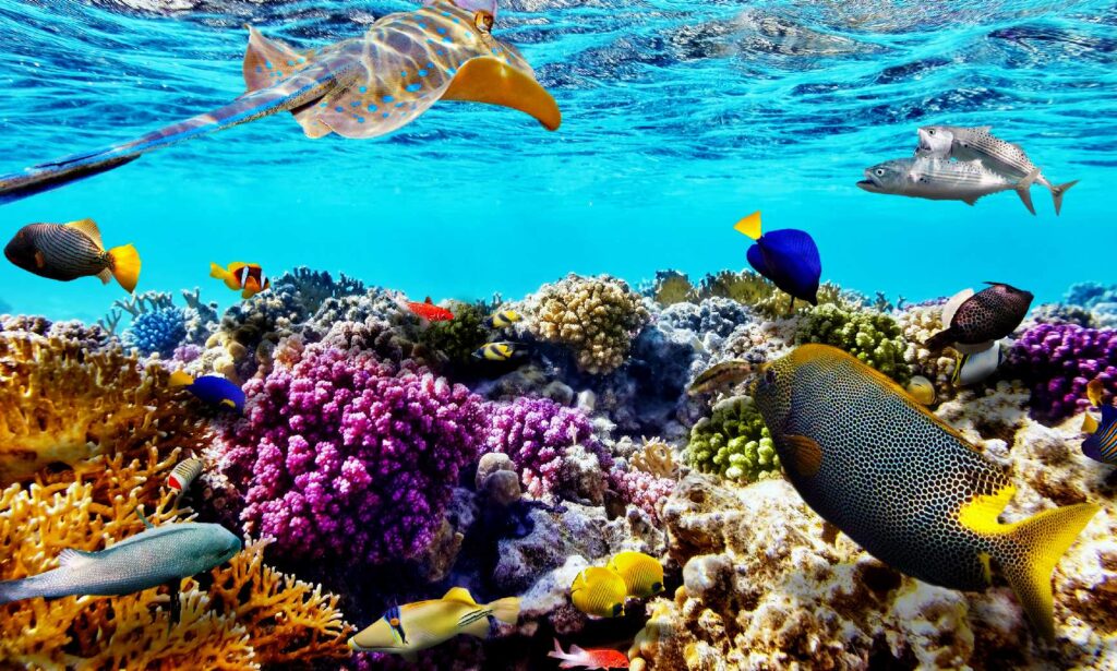 Get to know about the great Barrier Reef, one of the most interesting facts of Oceania/Australia. 