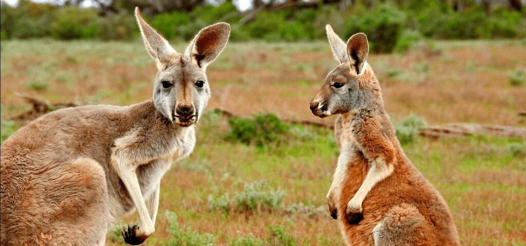 One of the amazing facts about Oceania or Australia is its beautiful wildlife.